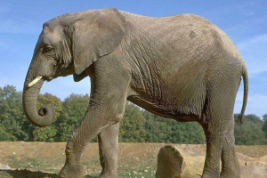 Яка тварина найсильніша Яка тварина найсильніша